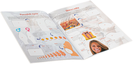 Naklejki edukacyjne Ciało człowieka - Agnieszka Bemacka